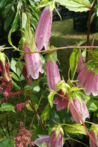 Campanula takesimana...