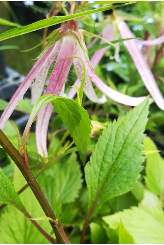 Campanula 'Pink Octopus'