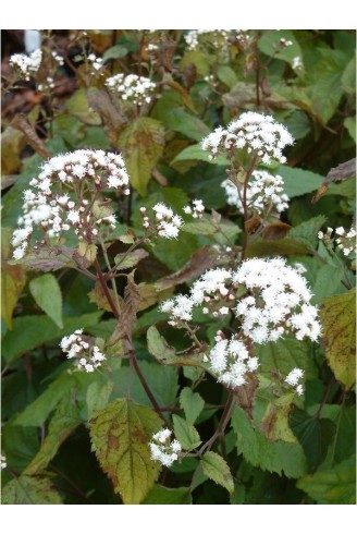 Ageratina altissima...