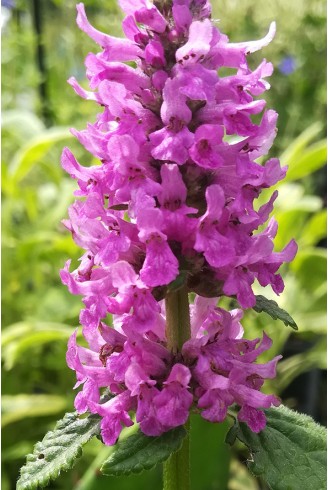 Stachys officinalis 'Hummelo'