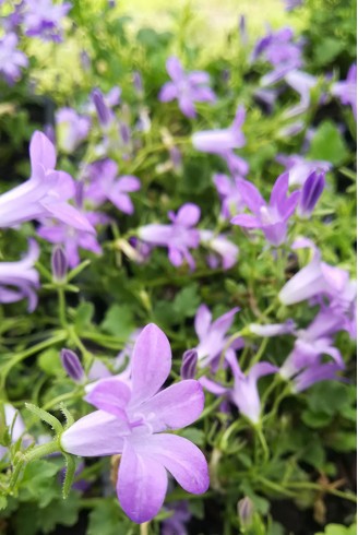 Campanula portenschlagiana