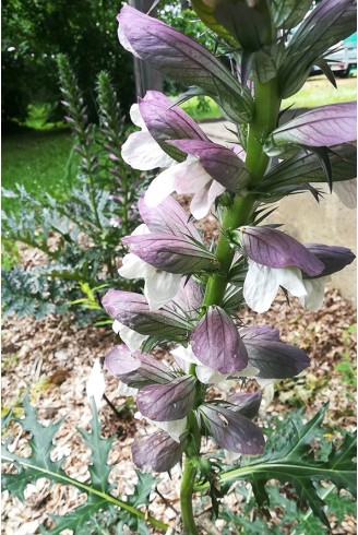 Acanthus spinosus 'Royal Haughty'
