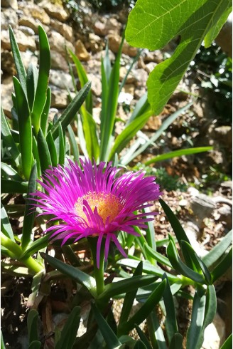 Carpobrotus edulis