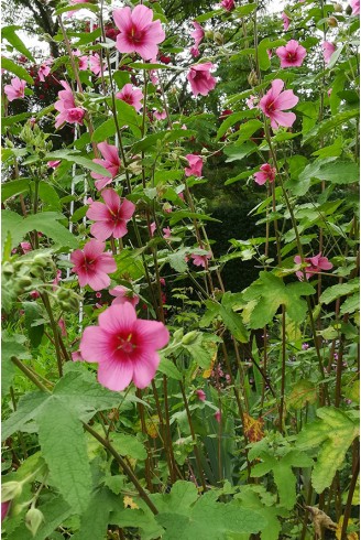 Anisodontea capensis 'El Rayo'