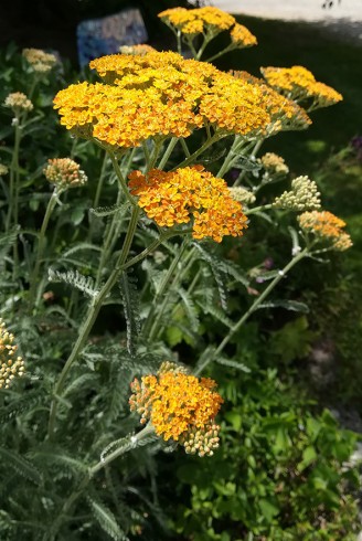 Achillea 'Terracotta'