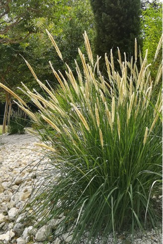 Pennisetum macrourum