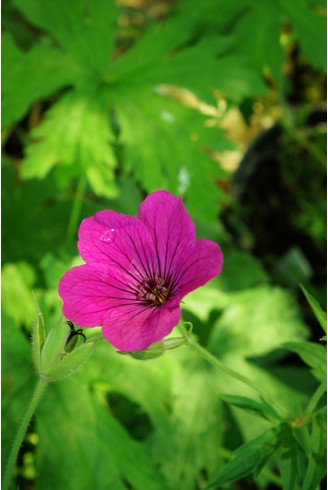 Geranium 'Red Admiral'