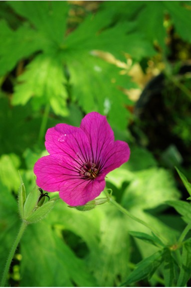 Geranium 'Red Admiral'