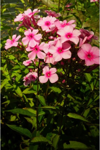 Phlox paniculata 'Flamingo'