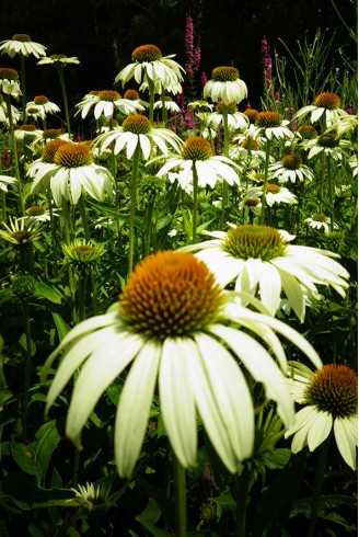 Echinacea purpurea 'Alba'