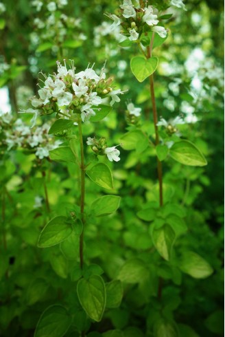 Origanum vulgare 'Thumble's...