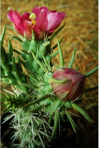 Cylindropuntia spinosior