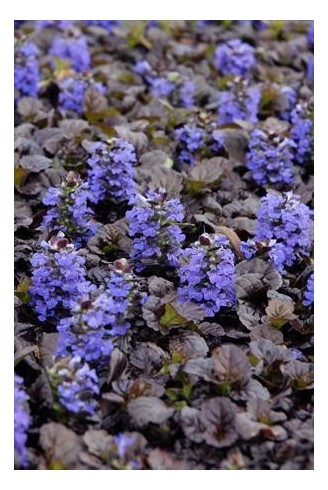 Ajuga reptans 'Black Scallop'