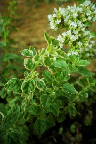Origanum vulgare 'Polyphant'