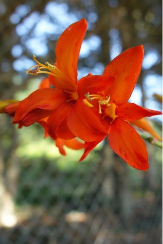 Crocosmia masoniorum