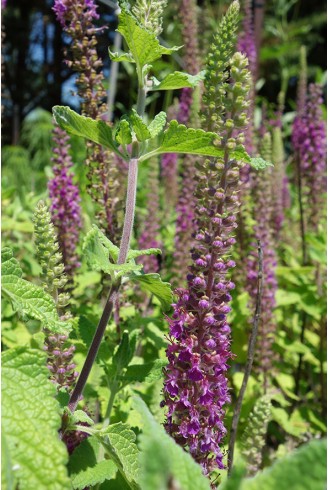 Teucrium hyrcanicum