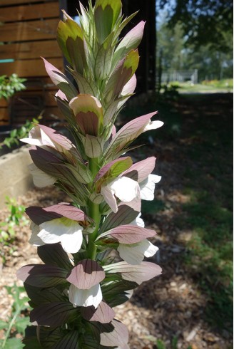 Acanthus hungaricus 'White...