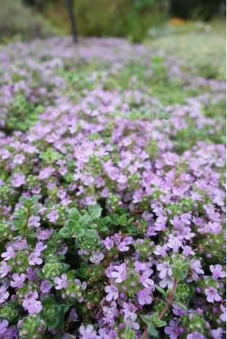 Thymus serpyllum 'Elfin'