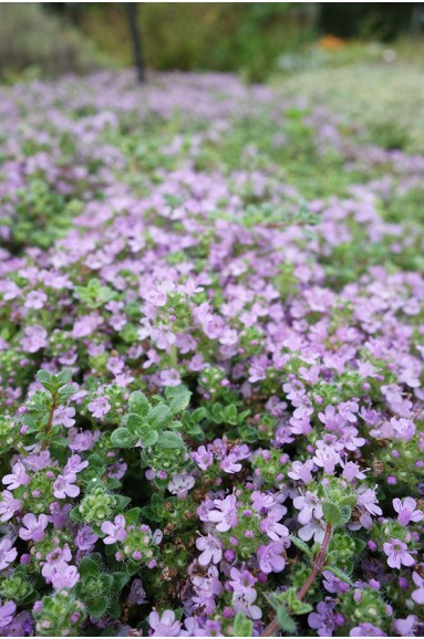 Thymus serpyllum 'Elfin'