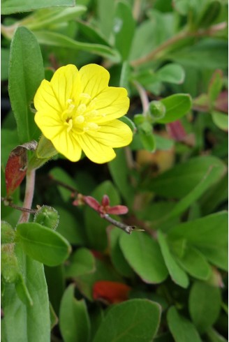 Oenothera perennis