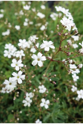 Gypsophila repens 'Alba'