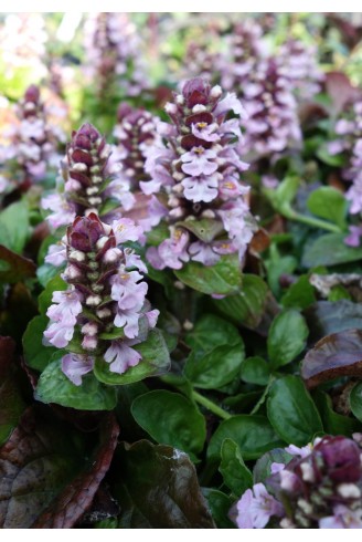 Ajuga reptans 'Rosea'