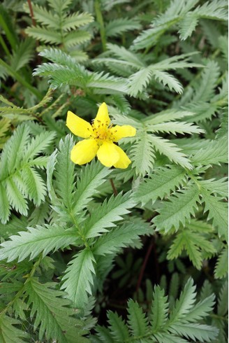 Potentilla anserina