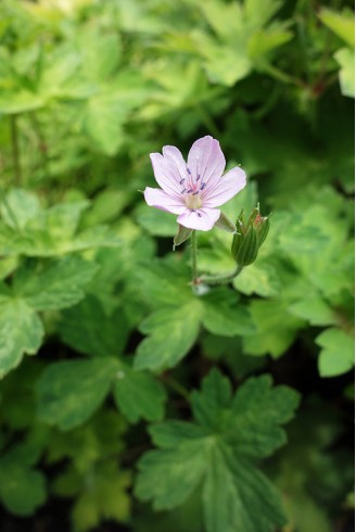 Geranium yoshinoi 'Confetti'