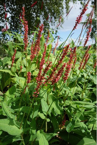 Persicaria amplexicaulis 'Orangefield'