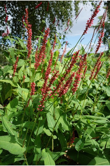 Persicaria amplexicaulis 'Orangefield'