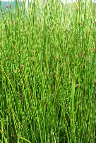 Juncus effusus