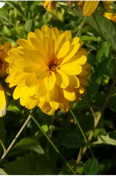 Rudbeckia laciniata 'Goldquelle'