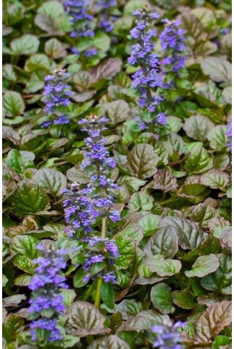 Ajuga reptens 'Catlin's Giant'