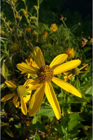 Rudbeckia laciniata 'Herbstsonne'