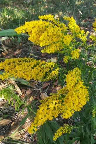 Solidago 'Laurin'