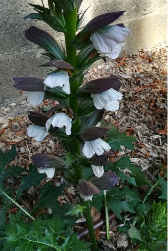 Acanthus 'Hollande du Nort'