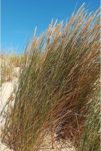 Ammophila arenaria