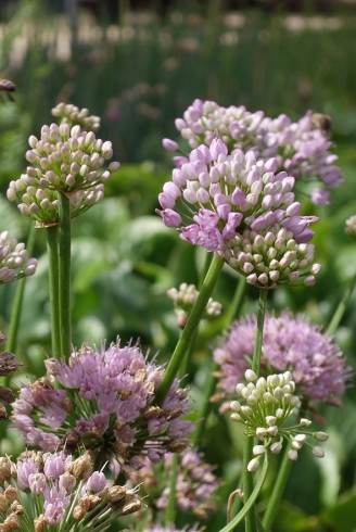 Allium 'Summer Beauty'