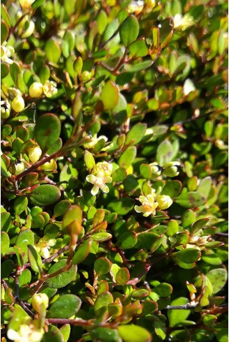 Muehlenbeckia capillaris