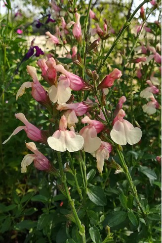 Salvia x jamensis 'Sierra...