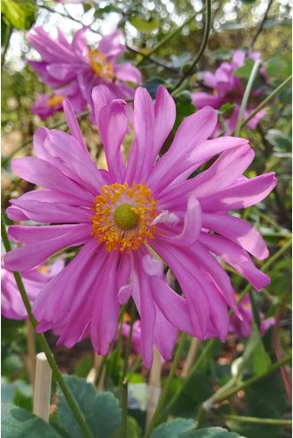 Anemone hupehensis...