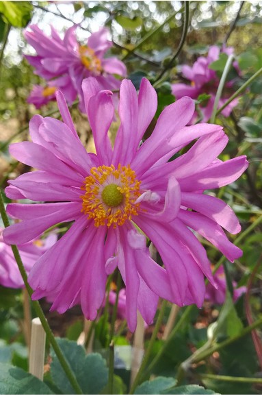 Anemone du Japon - Anemone hupehensis var.japonica 'Pamina'