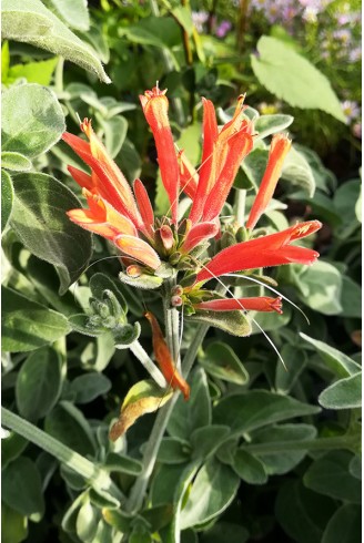 Dicliptera suberecta fleur orange