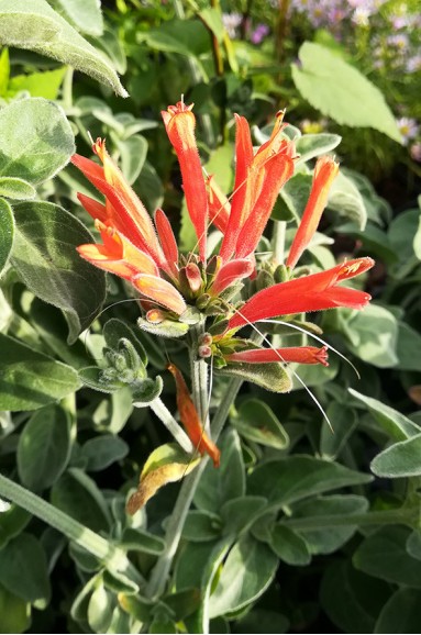 Dicliptera suberecta fleur orange