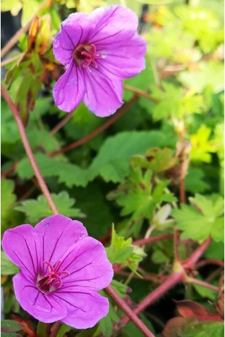 Geranium 'Dilys'