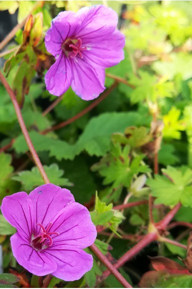 Geranium 'Dilys'