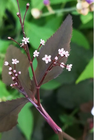 Cryptotaenia japonica...