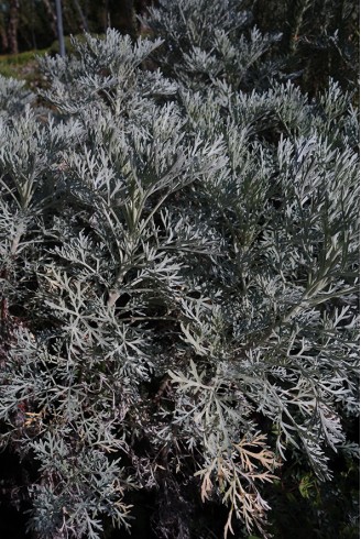 Artemisia 'Powis Castle'