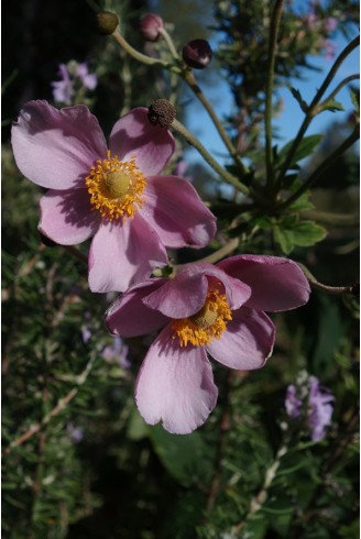 Anemone tomentosa...