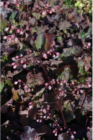 Heuchera 'Rachel'